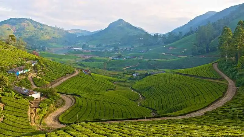 Ooty and Kodaikanal Tour - Government Botanical Garden Ooty rare plants flowers